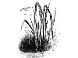 Lesser Reed-mace (Typha angustifolia), Heb. SUPh, translated `flag` or `reed` (Ex.2.3,5, Is.19.6)